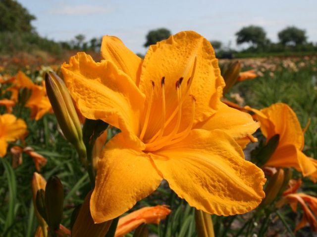 Golden Prize