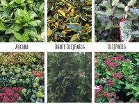 Tuintips voor oktober